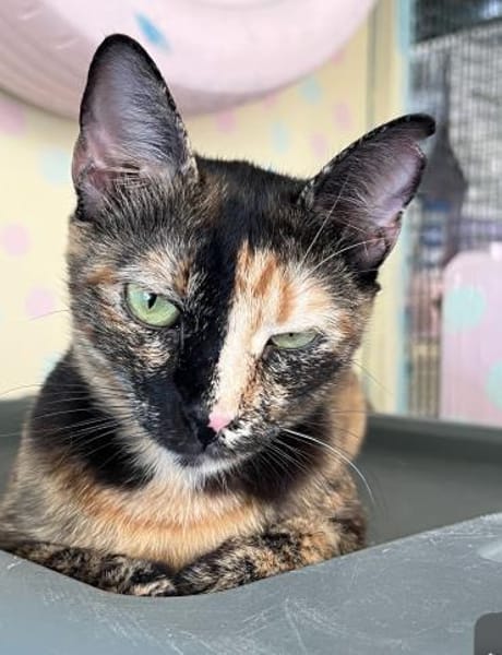 Lola aus dem Tierschutz