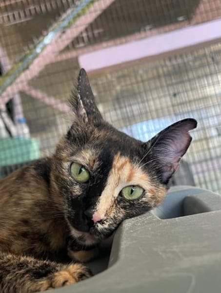 Lola aus dem Tierschutz