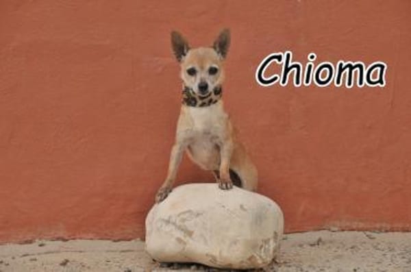 Sehen Sie in Chioma einen richtigen Hund