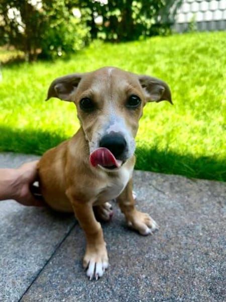 Vale 💛💛💛 kleines Hundegirl