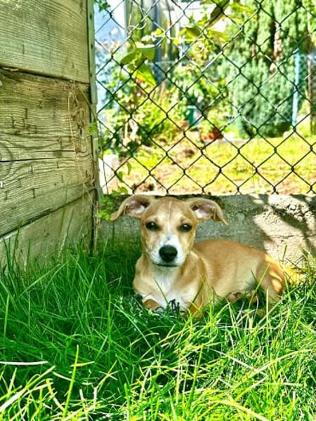 Vale 💛💛💛 kleines Hundegirl