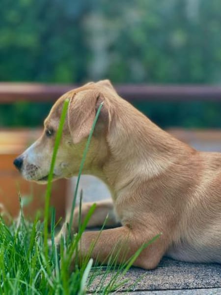 Vale 💛💛💛 kleines Hundegirl