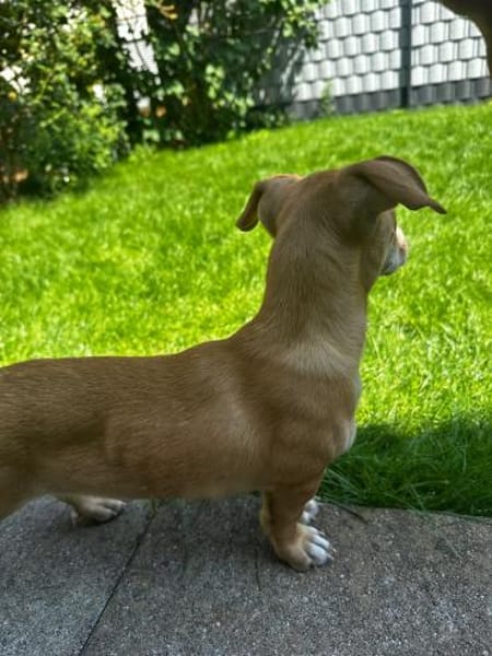 Vale 💛💛💛 kleines Hundegirl
