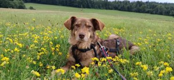 Mondo - ist ein sanfter Schatz