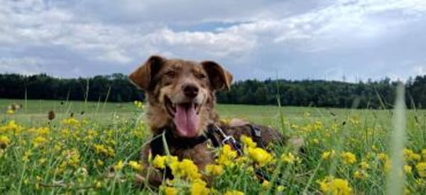 Mondo - ist ein sanfter Schatz