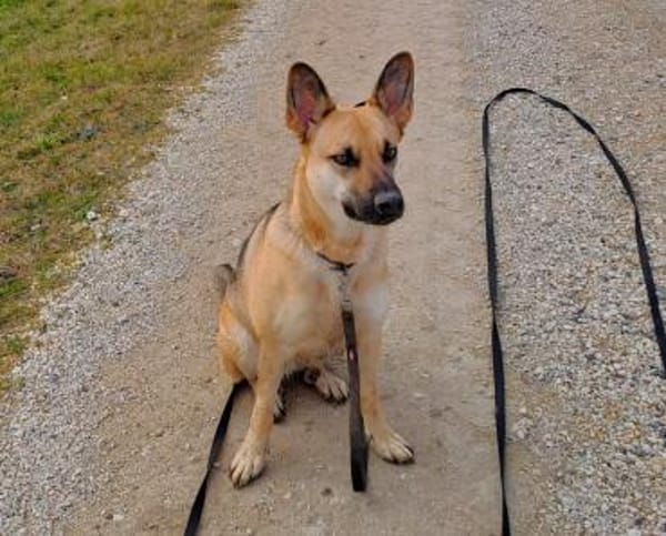 Gipsy sucht ein neues Zuhause