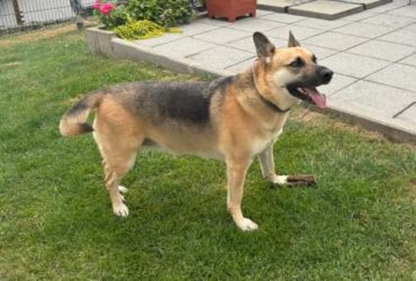 Gipsy sucht ein neues Zuhause
