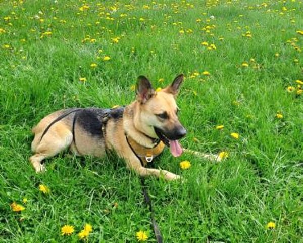 Gipsy sucht ein neues Zuhause