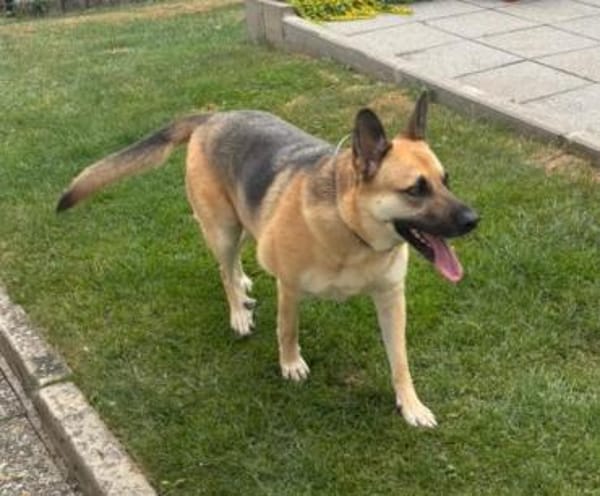 Gipsy sucht ein neues Zuhause