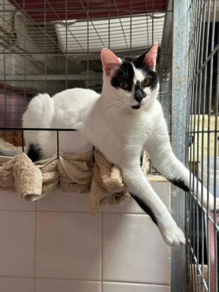 Max aus dem Tierschutz Kreta