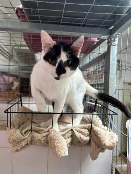 Max aus dem Tierschutz Kreta