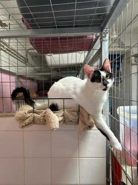 Max aus dem Tierschutz Kreta