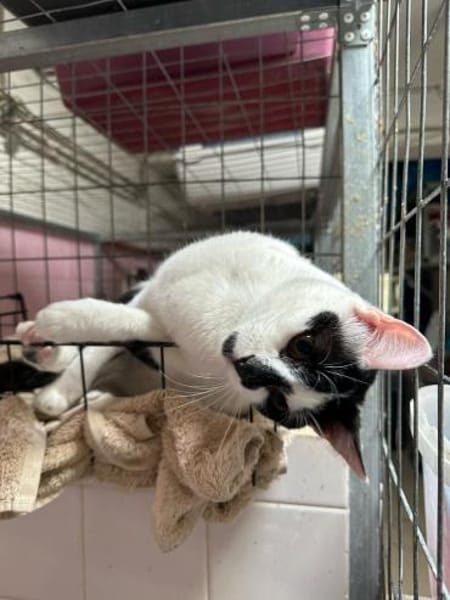 Max aus dem Tierschutz Kreta