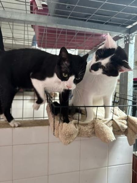 Max aus dem Tierschutz Kreta