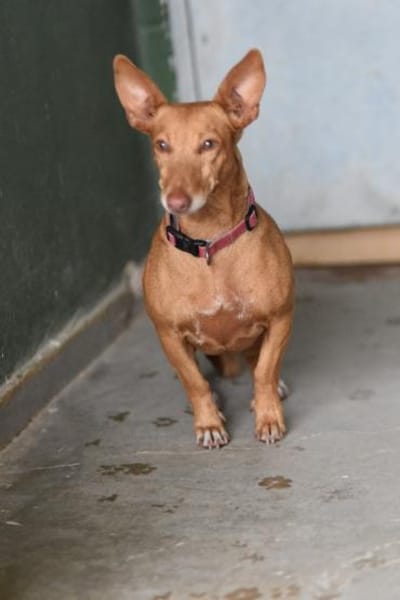 Kleine ruhige Roxie sucht ihr Glück