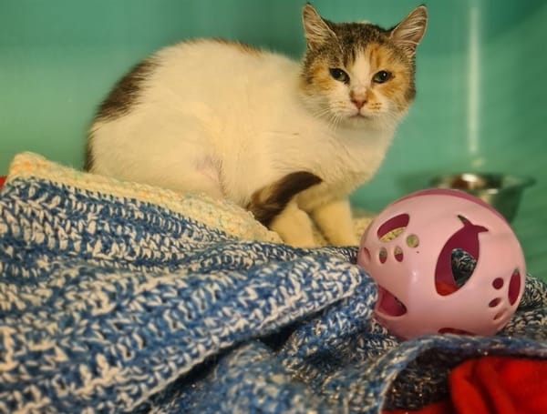FRICADELLE (Chat10)