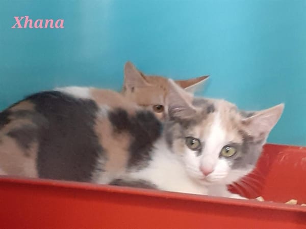 Xhana