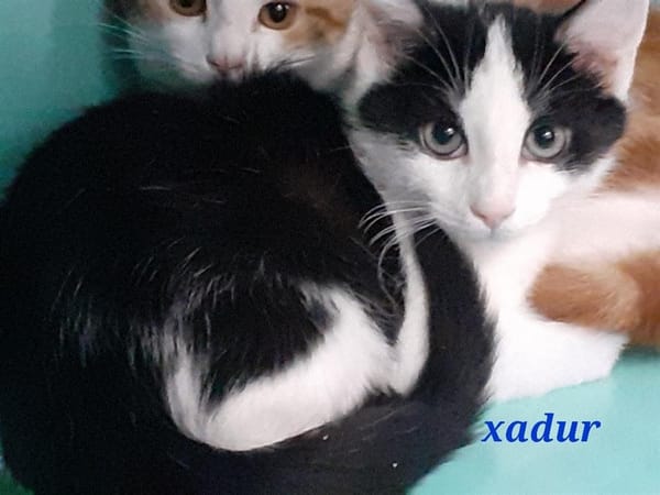 Xadur