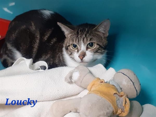 Loucky