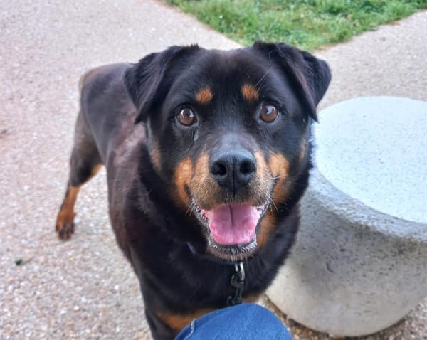 Rocky(Réservé)