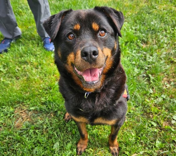 Rocky(Réservé)