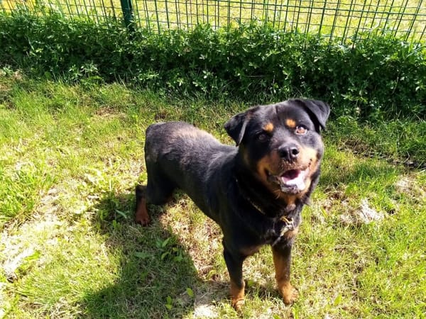 Rocky(Réservé)