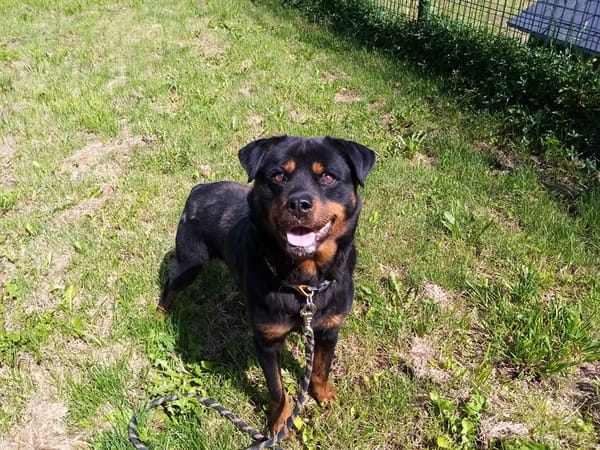 Rocky(Réservé)