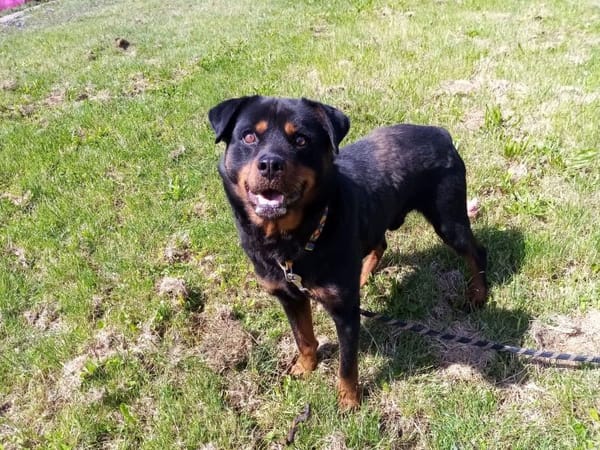 Rocky(Réservé)