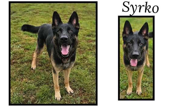 SYRKO