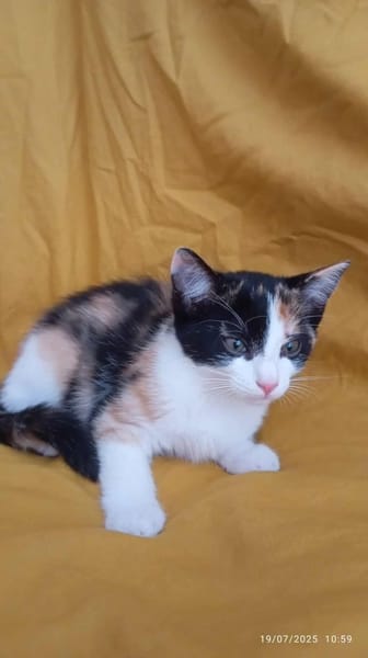 Arwen