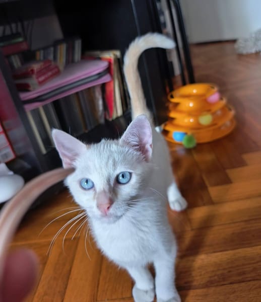 Léo