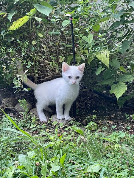Léo