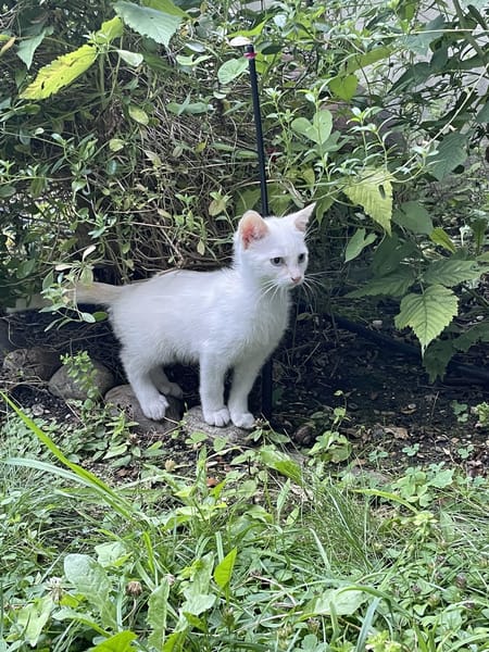Léo