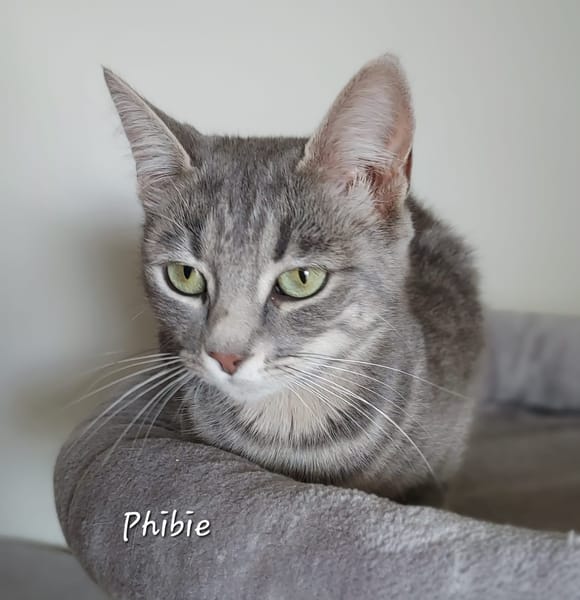 Phibie