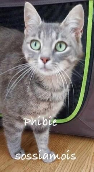 Phibie