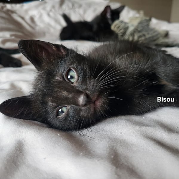 BISOU