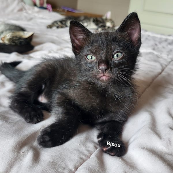 BISOU