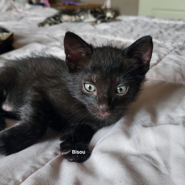 BISOU
