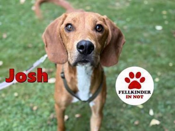 lieber Josh sucht seine Familie