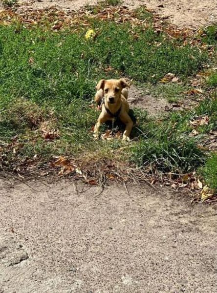 Lustiger LOU sucht sein Zuhause