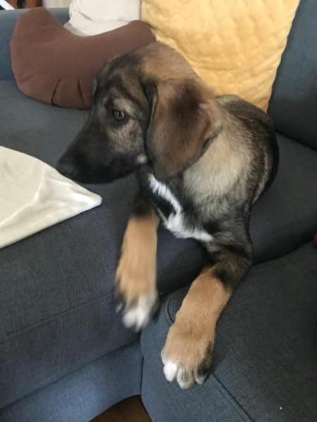 ❤ Süßer Welpe Tilda ❤