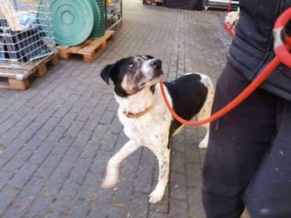 Tiger sucht sein Traumzuhause