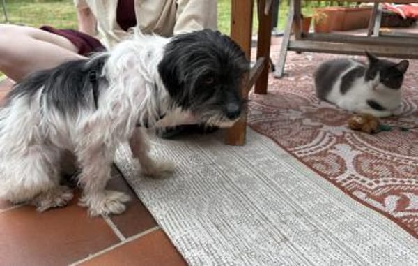 Valerie - zutraulich, agil - in DE