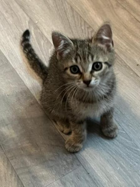 Dina sucht ein liebevolles Zuhause