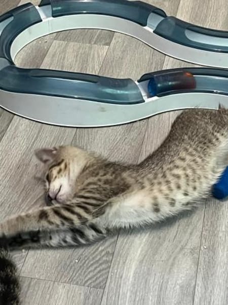 Dina sucht ein liebevolles Zuhause