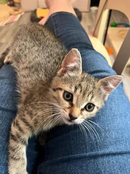 Dina sucht ein liebevolles Zuhause