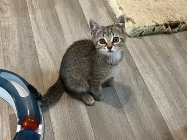 Dina sucht ein liebevolles Zuhause