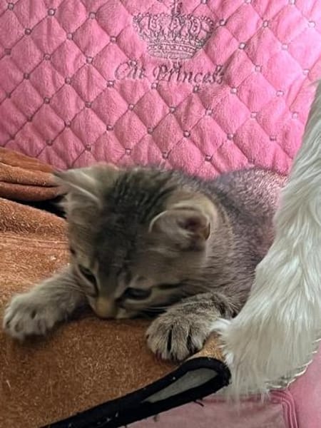 Dina sucht ein liebevolles Zuhause