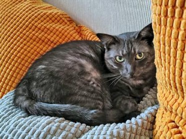 Fiola sucht ruhiges liebevolles Zuhause