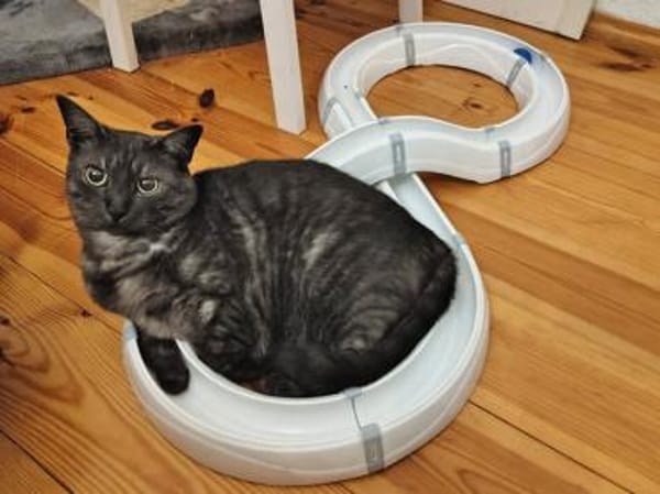 Fiola sucht ruhiges liebevolles Zuhause